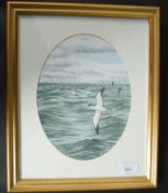 David M Teague, Manx Shearwater,