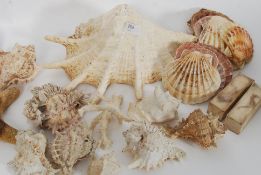 An assortment of various sea shells to include conch and other exotic varieties