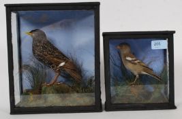 Two Victorian Taxidermy examples of birds, both in ebonised cases,