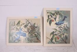 A pair of 1950's oil on board / panels paintings of birds by Melita Robinson - being signed with