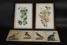 A collection of 19th century lithograph prints to include botanical and ornithological