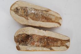 A sandstone fossil - appearing to have been over painted to highlight detail.