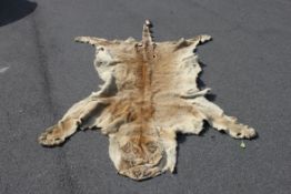 A 19th century Victorian lioness skin rug. Full features, with face, claws and limbs present.