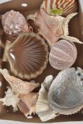 A small collection of various sea shells please see images. It has a 24cm height.