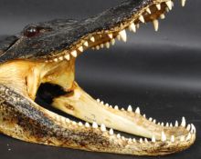 A large and impressive antique Victorian American taxidermy Alligator skull.