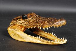An antique Victorian American taxidermy Alligator skull.