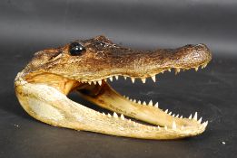 An antique Victorian American taxidermy Alligator skull.