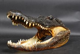 An antique Victorian American taxidermy Alligator skull.
