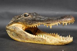 An antique Victorian American taxidermy Alligator skull.