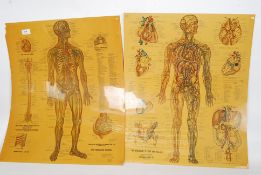 A pair of medical anatomy posters depicting the human body,