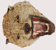A 19th century taxidermy head of a Cheetah,