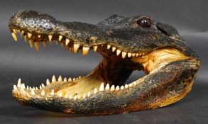 An antique Victorian American taxidermy Alligator skull.