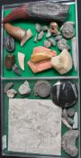 A collection of fossils to include large