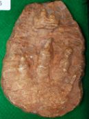 A fossil of an animal foot.