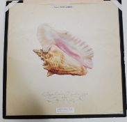A limited edition hand tinted '  Queen Conch seashell ' picture signed by Richard Van Genderen with