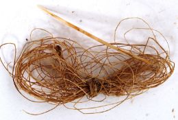 A Polynesian Bird bone sewing needle along plant fibre thread.