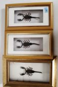 A collection of 3 20th cenutry taxidermy Scorpions set within 3 separate frames