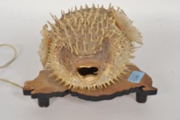 A fabulous unusual table lamp of a blow fish ( taxidermy skin with inset lamp raised on wooden