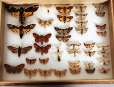 A collection of taxidermy British moths from the early part of the 20th century,