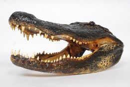 A large and impressive  American taxidermy Alligator skull.