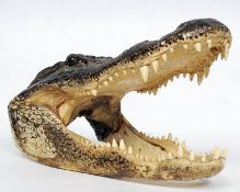 A large and impressive  American taxidermy Alligator skull.