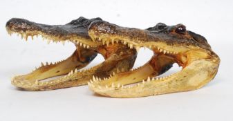 A near pair of American taxidermy Alligator skull.