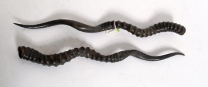 2 20th century taxidermy African gazelle horns L42cm