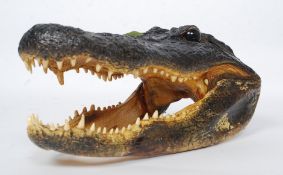 An impressive  American taxidermy Alligator skull.
