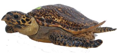 A Victorian taxidermy example of a tortoise, 22 inches in length, straw stuffing.