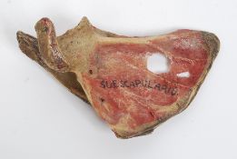 A Victorian human scapula (shoulder blad