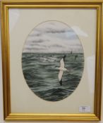 David M Teague, Manx Shearwater, Gouache