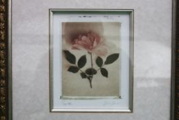Print of a rose signed H12 W10 framed an