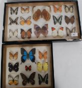 Two vintage frames of taxidermy butterflies