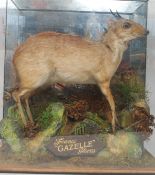 A miniature Dik - Dik antelope taxidermy set in a glass case with naturalistic background and