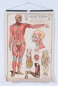 An early to mid 20th century The A L Education series Elementary Physiology,
