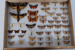 A collection of taxidermy British moths from the early part of the 20th century,