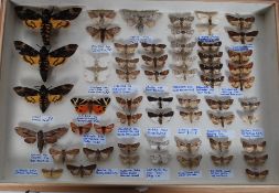 A collection of taxidermy British moths from the early part of the 20th century,