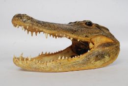 An impressive  American taxidermy Alligator skull.