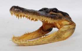 A small  American taxidermy Alligator skull.