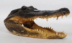 An impressive  American taxidermy Alligator skull.