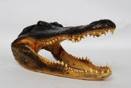 An impressive  American taxidermy Alligator skull.