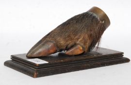 A taxidermy 19th century Boar's foot des