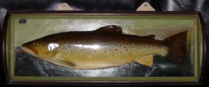 FISH: Malloch of Perth plaster cast trout in glazed barrel roll front wood case, 26