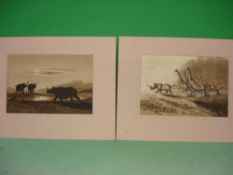 English School African animals in landscapes. A pair. Watercolour en-grisaille 7