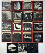 Racing Pigeon glass slides c. 1930/40 – to incl 10 varying from a racing pigeon belonging to his