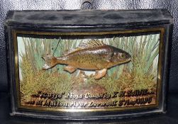 CASED FISH: Rare Homer preserved Ruffe mounted in  glazed bow front case, green backboard with