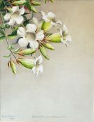 India Ganga Singh 1943 Fine botanical watercolour painting (beaumontia grandiflora) by Maharajah