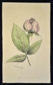 Adolf Hitler attributed watercolour dated 1910 a study of a rose, with signature and date to the