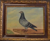 Early 1904 Racing Pigeon oil painting - English School study of Racing Pigeon titled 