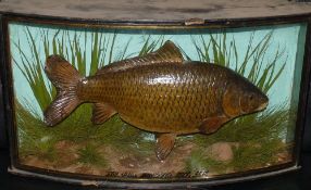 CASED FISH: Rarely seen Cooper Common carp in bow front gilt lined case, 23